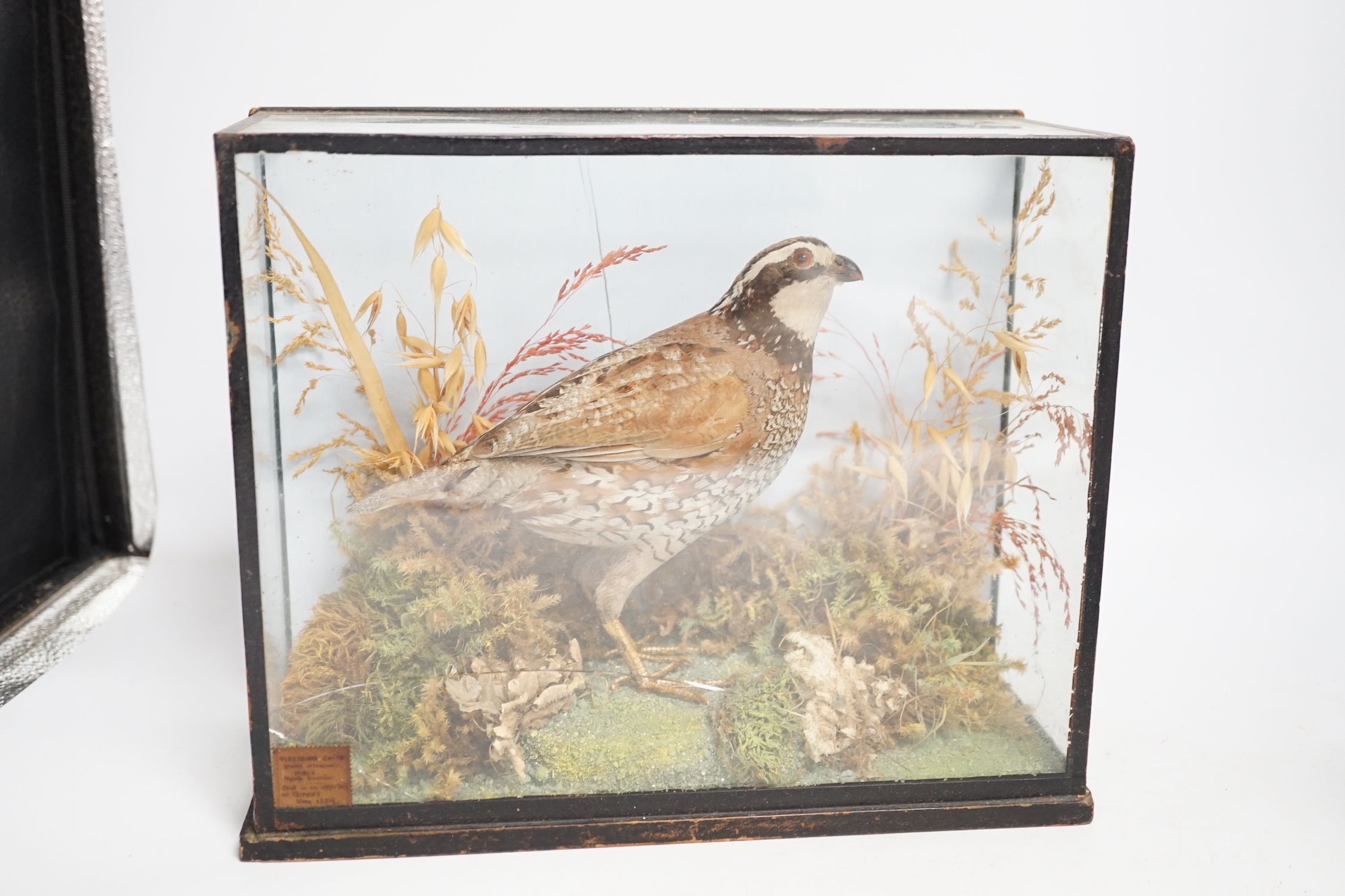 A small taxidermy cased Bobwhite Quail (case cracked) together with an uncased taxidermy snipe (2), Quail case 28cm wide x 22.5cm high